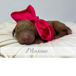 Maxine - Red  female Goldendoodle puppy in State Road, North Carolina from Must Love Doodles
