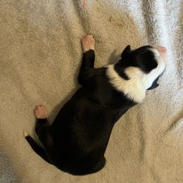 Boy 5 - Sporty Mix puppy in Lewisburg, Tennessee from Mid TN aussies