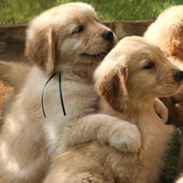 Golden Retriever Puppies from Gowergoldens