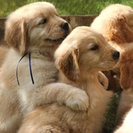 Golden Retriever Puppies from Gowergoldens
