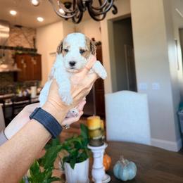 Bailey - Parti female Goldendoodle puppy in Anthem/Phoenix, Arizona from Ironwood Doodles