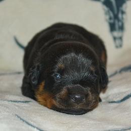 Girl 1 - Black and mahogany female Rottweiler puppy in Ethel, Washington from Titanenheim Rottweilers