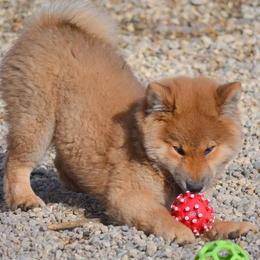 Shiba Inu and Yorkshire Terrier Puppies from Royal Kennels