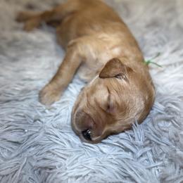 Goldendoodle All Grown Up from Royal Goldendoodle