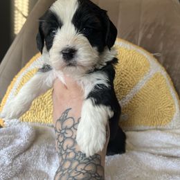 Moonpie - Black and white male Shihpoo puppy in Brevard County, Florida from Enchanting Puppies