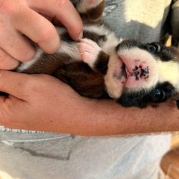 Purple female - Fawn female Boxer puppy in Mooresboro, North Carolina from Echo Hollow Boxers