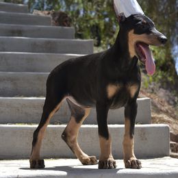 Doberman Pinscher Puppies from Obsidian Kennels