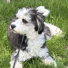 Aussiedoodle All Grown Up from White Pine Farm