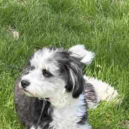 Aussiedoodle All Grown Up from White Pine Farm