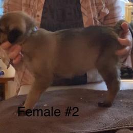 Female 2 - Fawn female Anatolian Shepherd Dog puppy in Daggett, Michigan from T&S Anatolians