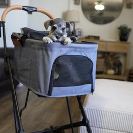 Miniature Schnauzer Puppies from Snowflake Schnauzers