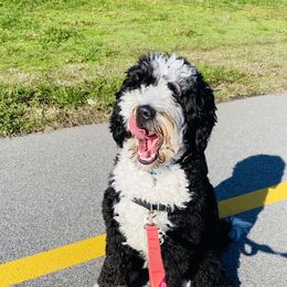Molly - Bernedoodle