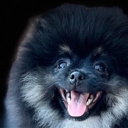 Pomeranian puppies from Sun Flower Pom