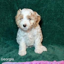 Georgia - Red and white female Cockapoo puppy in Sunset, Louisiana from Cano Cockapoos