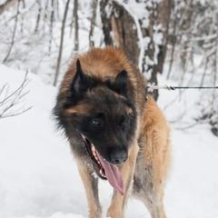 Belgian Tervuren from Besai Belgian Tervuren