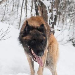 Belgian Tervuren from Besai Belgian Tervuren