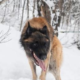 Belgian Tervuren from Besai Belgian Tervuren