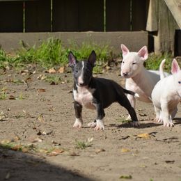Bull Terrier Puppies from Mary Holsen