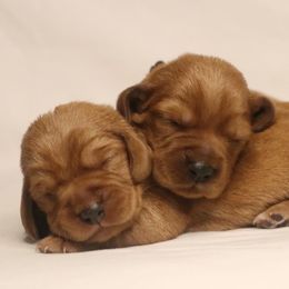 Basset Fauve de Bretagne and German Wirehaired Pointer Puppies from Afterhours German Wirehaired Pointers and Basset Fauve de Bretagne