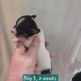 BEE'EM SEA YOU CAN DO IT - White black and tan male Toy Fox Terrier puppy in Conway, South Carolina from Bee'Em Sea Kennel
