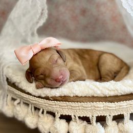 Goldendoodle Puppies from All My Doodles