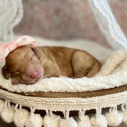 Goldendoodle Puppies from All My Doodles