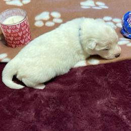 Frosty Boy - White male American Eskimo Dog puppy in Westwego, Louisiana from Connie's American Eskimo Dogs and Mini Australian Shepherd Dogs