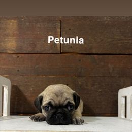 Petunia - Fawn female Pug puppy in Saint Joe, Indiana from Eva's Pugs
