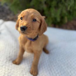 Purple Collar Girl - Golden female Golden Retriever puppy in Salt Lake City, Utah from Deseret Peak Goldens