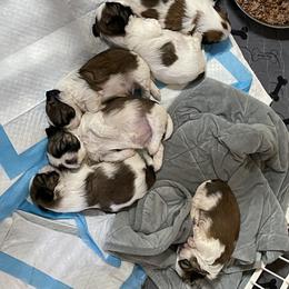 Shih Tzu Puppies from Little Miracles Shih Tzu