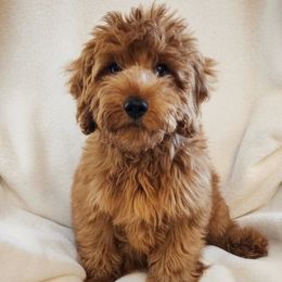 Tate - Red  male Goldendoodle puppy in Warrensburg, Missouri from Supreme Doodles