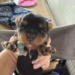 Boy 2 - Black and tan male Yorkshire Terrier puppy in Rathdrum, Idaho from CDA Heavenly Yorkies