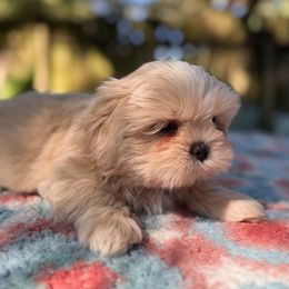 Boy 1 - Cream and white male Shih Tzu puppy in Mobile, Alabama from FluffyTail Shih Tzu