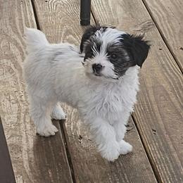 Milo - Parti male Yorkshire Terrier puppy in Duncan, South Carolina from Sonshine Yorkies