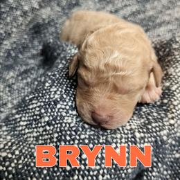 Brynn - Apricot female Goldendoodle puppy in Hendersonville, Tennessee from Ben's Best Buddy Goldendoodles