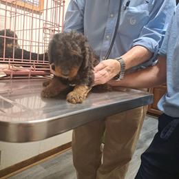 Ben - Phantom male Bernedoodle puppy in Lafayette, Alabama from Williams Lake Kennels