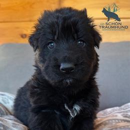Gator - Black male German Shepherd puppy in Garland, Maine from Vom Schön Traumhund