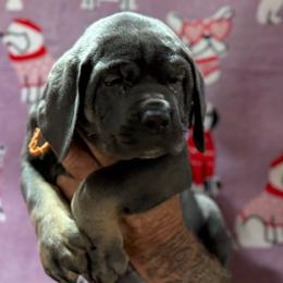 Orange Collar - Gray female Cane Corso puppy in Paris, Texas from Knucklehead Cane Corso