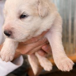 Girl 4 - White female Great Pyrenees puppy in Elfrida, Arizona from Outlaw Acres Farm & Kennels