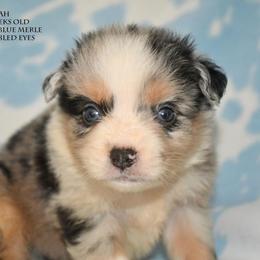 Raziah - Blue merle male Miniature Australian Shepherd puppy in Patterson, North Carolina from DreamLine Aussies