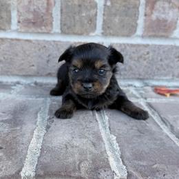 Girl 1 - Black and tan female Yorkshire Terrier puppy in Richland County, South Carolina from Nesha's Pawrific Tails