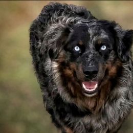 L.E. - Australian Shepherd