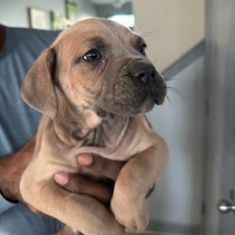 Girl 4 - Fawn female Cane Corso puppy in Waldorf, Maryland from Myles High Dog Club