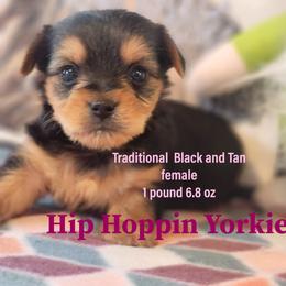 Yorkshire Terrier Puppies from Hip Hoppin Yorkies