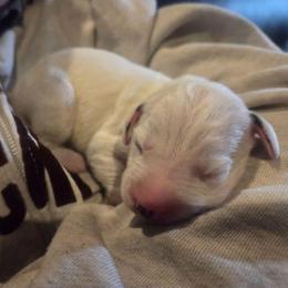 Tibbs - Lime - White and black male Dalmatian puppy in Palmer, Massachusetts from Delaney's Dalmatians 2