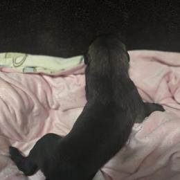 Anatolian Shepherd Dog Puppies from Florida Anatolian Shepherds