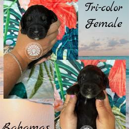 Bahamas - Tri-color female Bernedoodle puppy in Godwin, North Carolina from Farm Sweet Farm Doodles