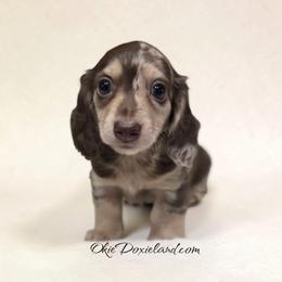 Warren - Chocolate and cream male Dachshund puppy in Oklahoma City, Oklahoma from OkieDoxieland Dachshunds