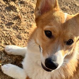 Cody - Pembroke Welsh Corgi