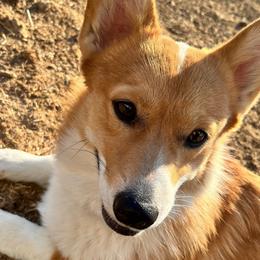 Cody - Pembroke Welsh Corgi